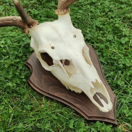 dám trófeaalátét 08