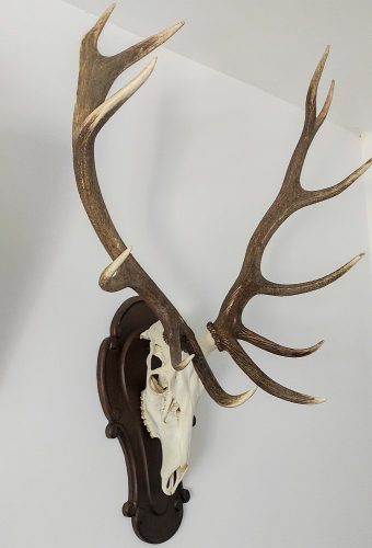 Gímszarvas trófea alátét 05