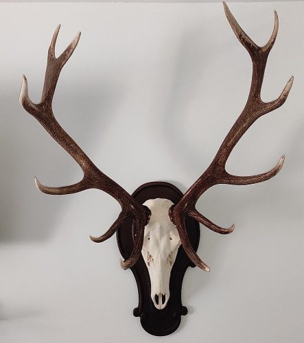 Gímszarvas trófea alátét 05