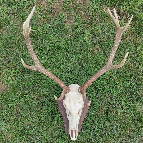 gímszarvas trófea fa alátét 08