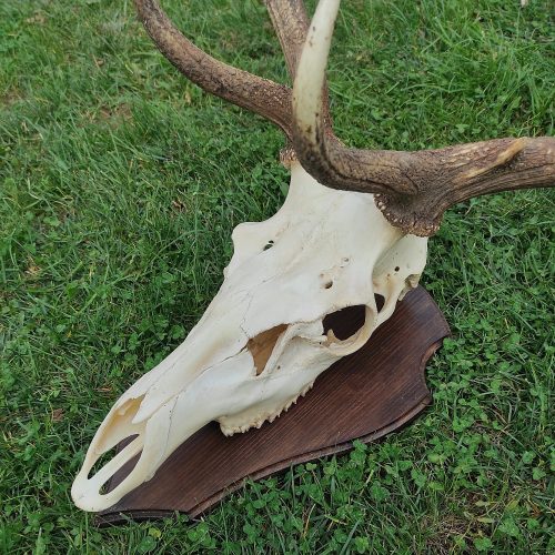 gímszarvas trófea fa alátét 08