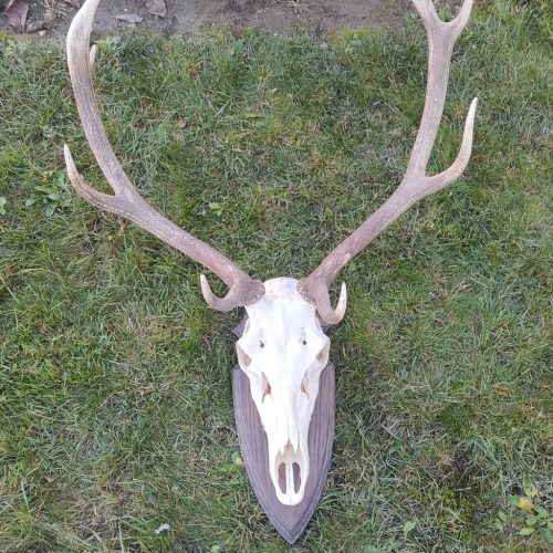 Gímszarvas trófea alátét 10