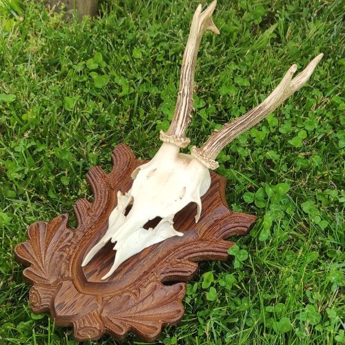 Őz trófea alátét 01