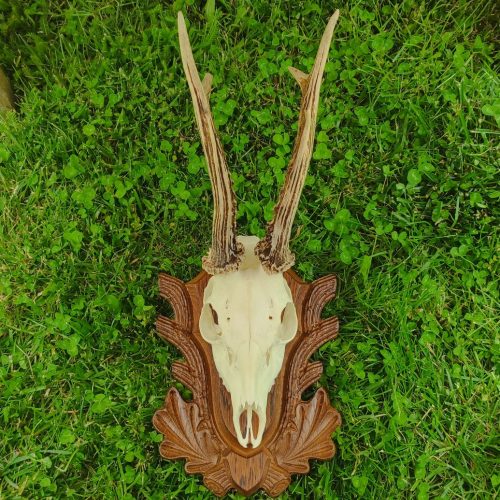 Őz trófea alátét 01