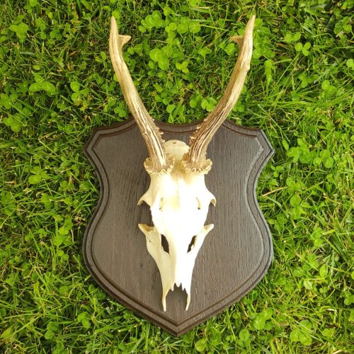 Őz trófea alátét 02