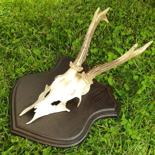 Őz trófea alátét 02