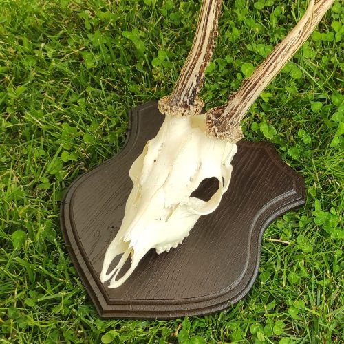 Őz trófea alátét 02