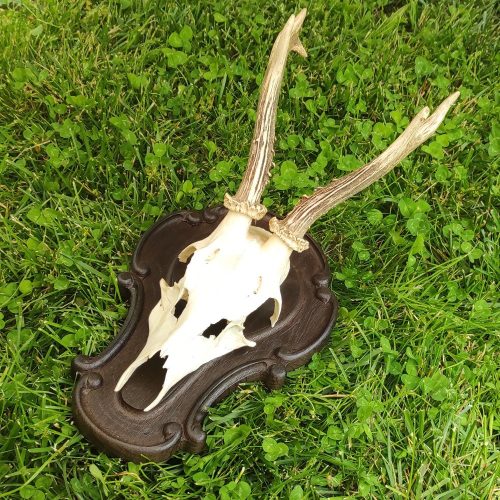 Őz trófea tartó dísz 05