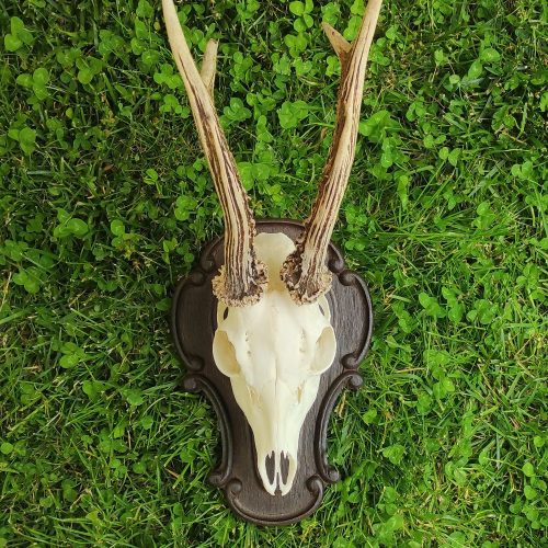 Őz trófea tartó dísz 05
