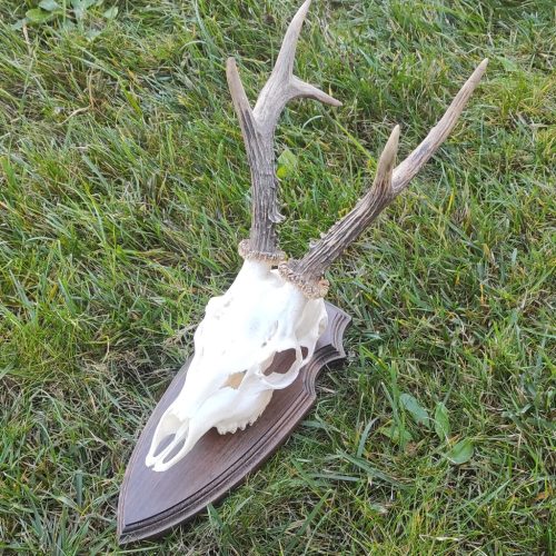 Őz trófea alátét 10