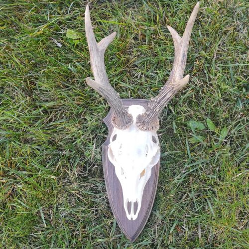 Őz trófea alátét 10