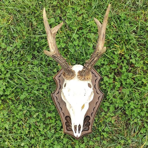 Őzbak trófea alátét 11