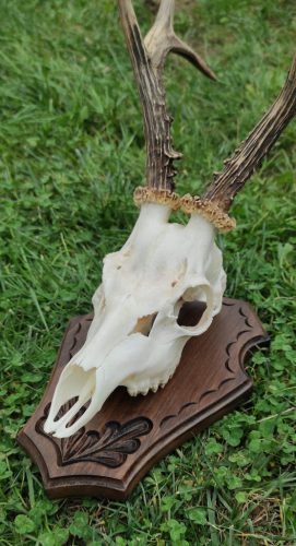 Őzbak trófea alátét 11