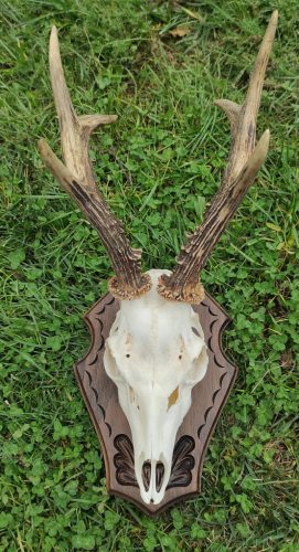 Őzbak trófea alátét 11