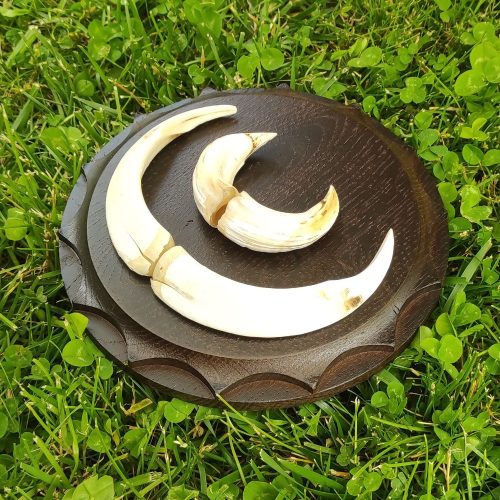 Vaddisznó trófea alátét 01